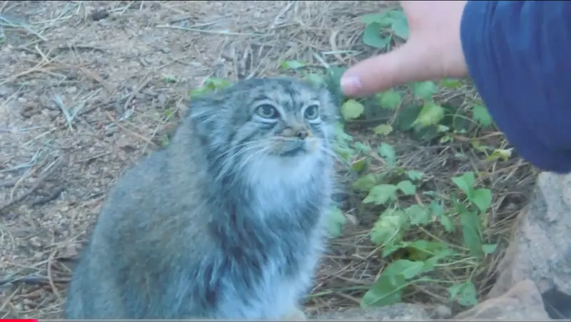 A photograph of Nadia in Cheyenne Mountain Zoo