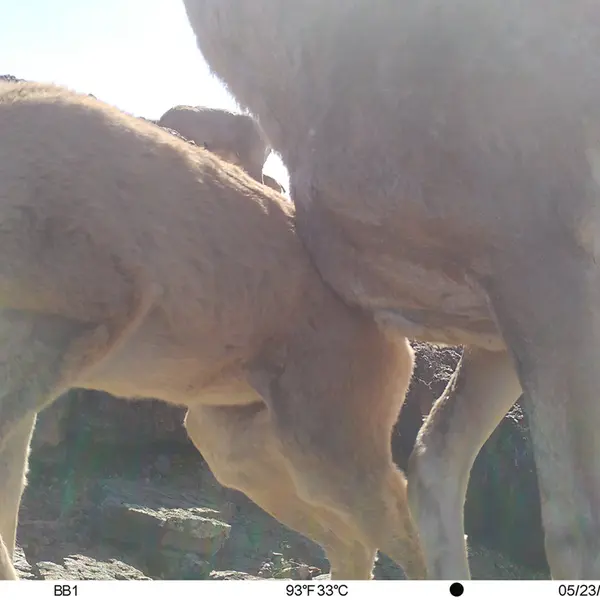 A photograph of Argali from Aktas-Kunkora camera trap