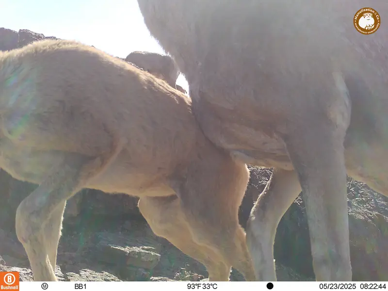 A photograph of Argali from Aktas-Kunkora camera trap