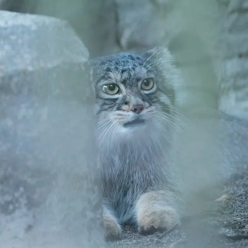 A photograph of Figa in Nogeyama Zoo