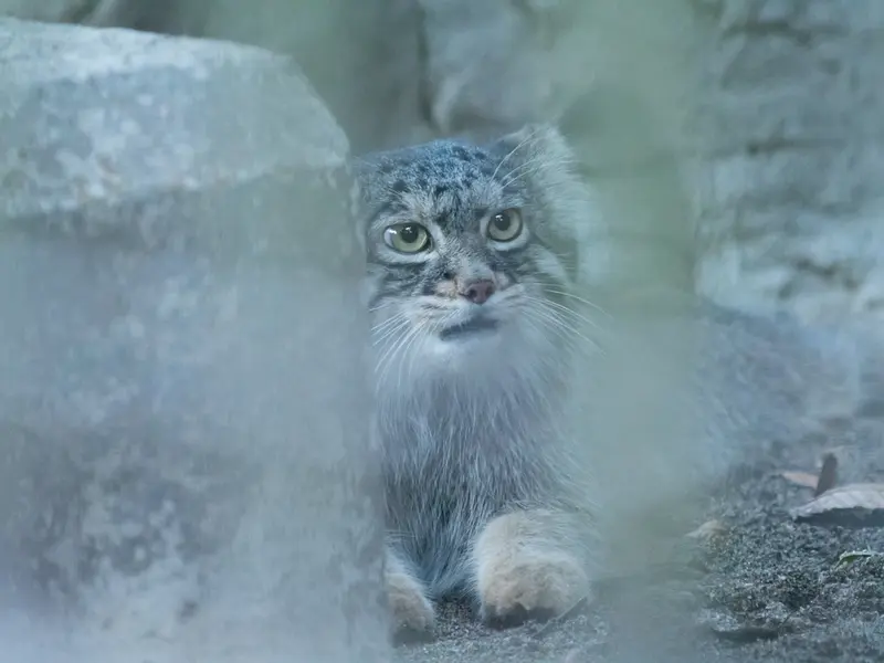 A photograph of Figa in Nogeyama Zoo