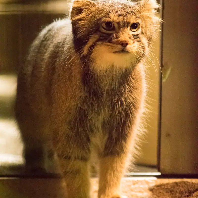 A photograph of Figa in Nogeyama Zoo