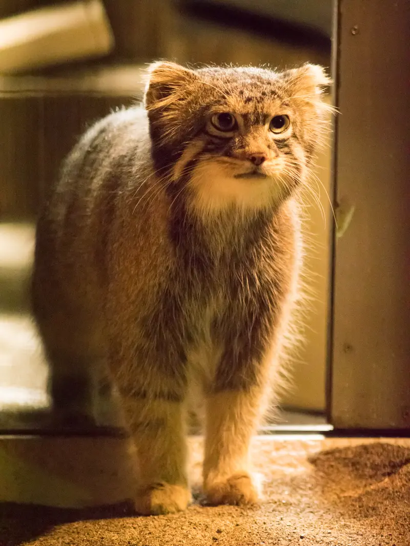 A photograph of Figa in Nogeyama Zoo