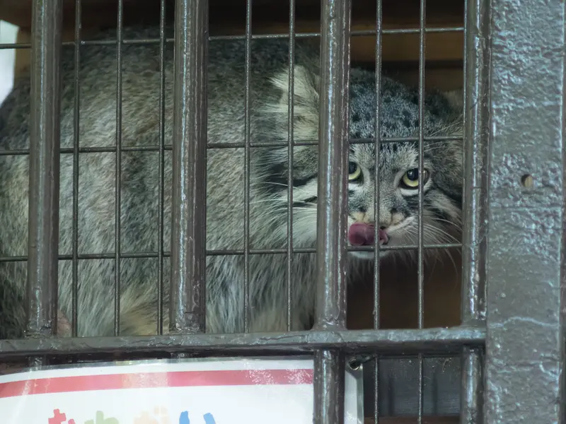 A photograph of Figa in Nogeyama Zoo