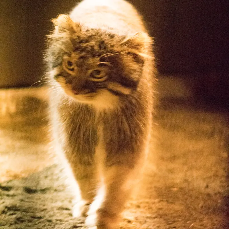A photograph of Figa in Nogeyama Zoo