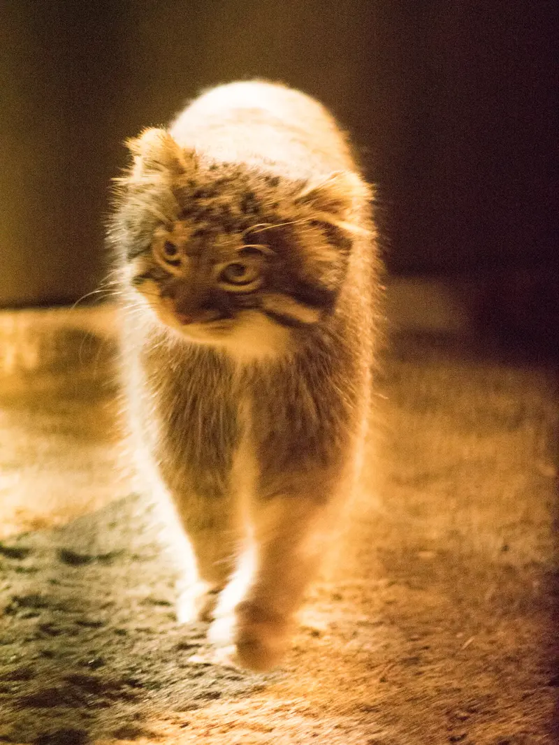 A photograph of Figa in Nogeyama Zoo