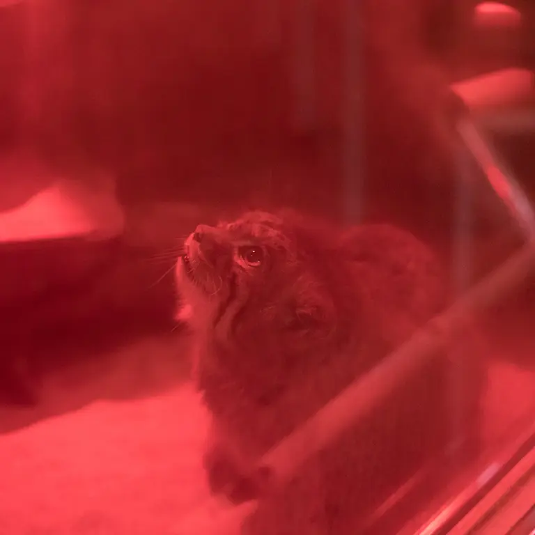 A photograph of Naim in Ueno Zoological Gardens