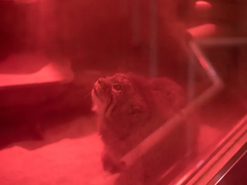 A photograph of Naim in Ueno Zoological Gardens