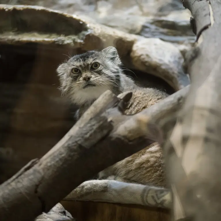 A photograph of Primula in Ueno Zoological Gardens