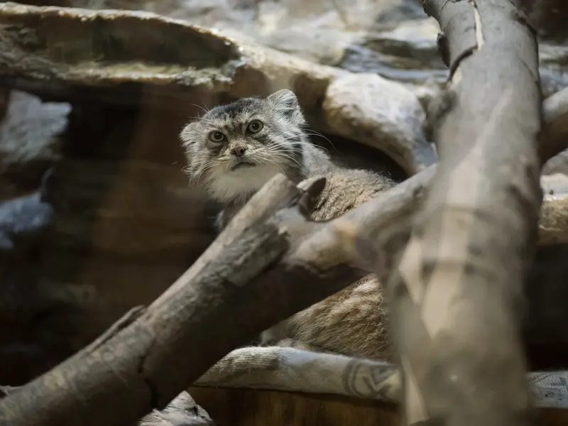 A photograph of Primula in Ueno Zoological Gardens