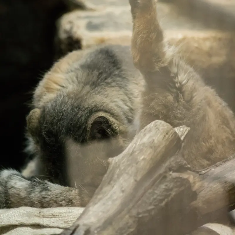 A photograph of Primula in Ueno Zoological Gardens