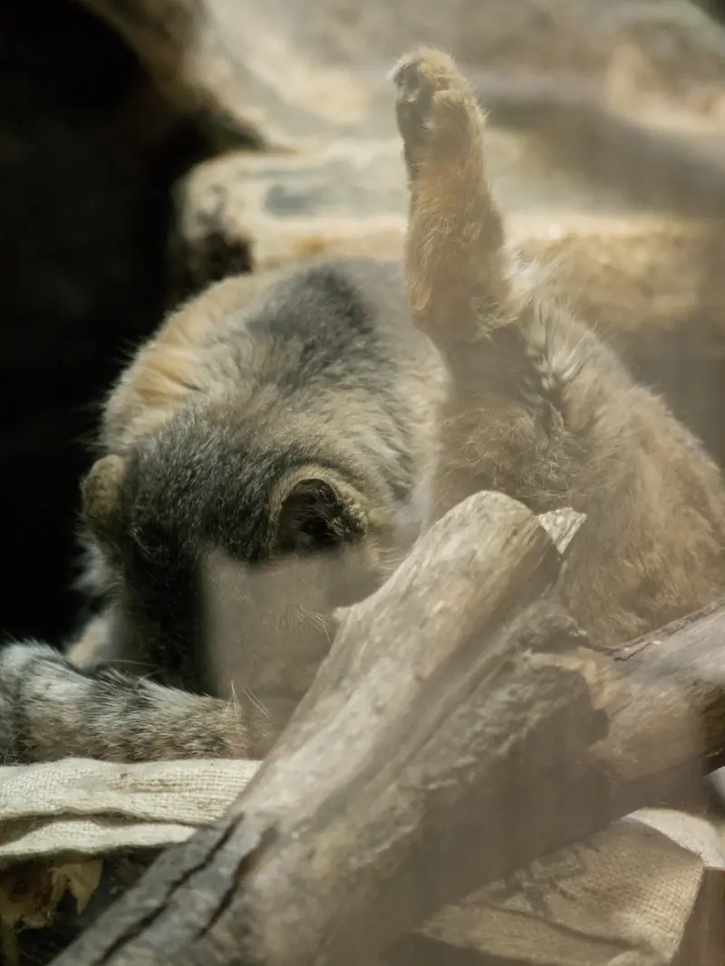 A photograph of Primula in Ueno Zoological Gardens