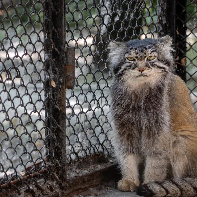 A photograph of George in Novosibirsk Zoo