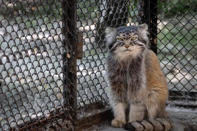 A photograph of George in Novosibirsk Zoo