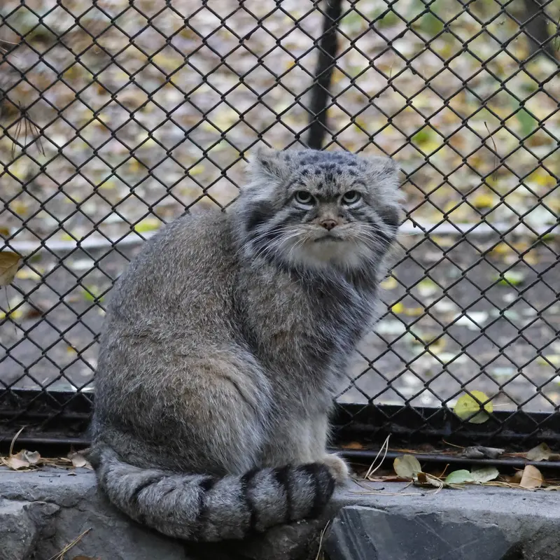 A photograph of George in Novosibirsk Zoo