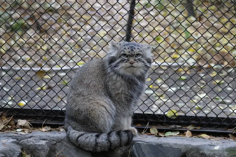 A photograph of George in Novosibirsk Zoo