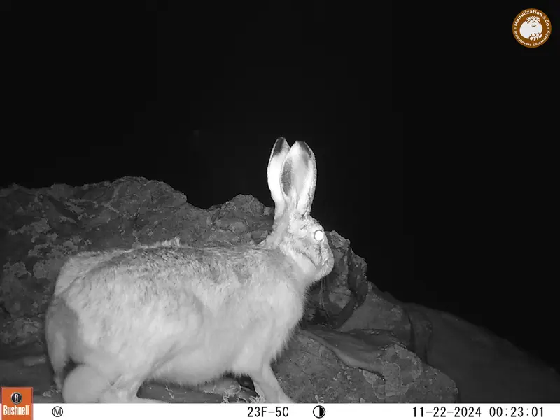 A photograph of Hare from Besshoky 1 camera trap