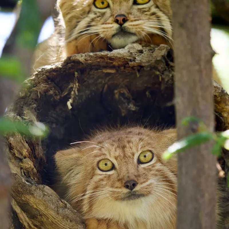 A photograph of a Pallas's cat