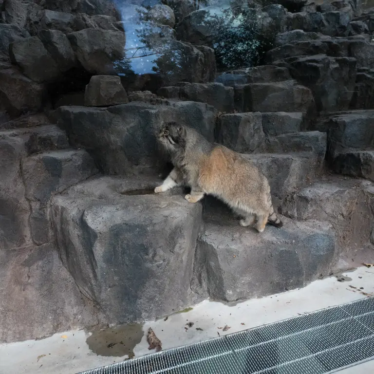 A photograph of Grusha in Asahiyama Zoo