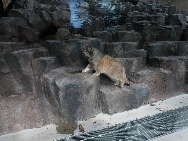A photograph of Grusha in Asahiyama Zoo