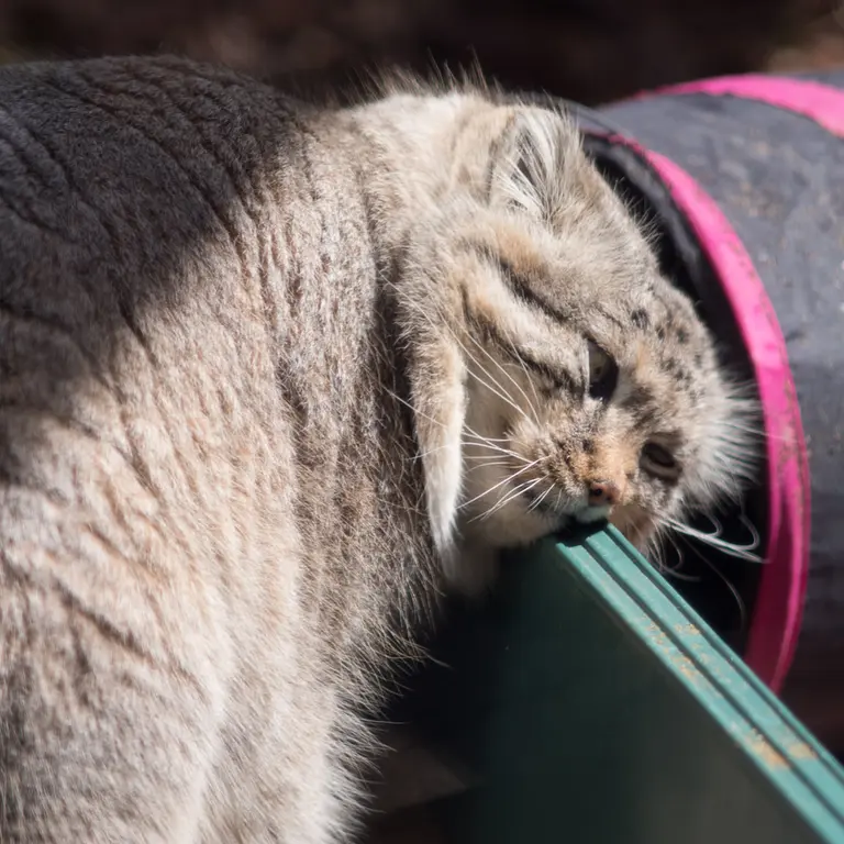 A photograph of Lotos in Saitama Children's Zoo