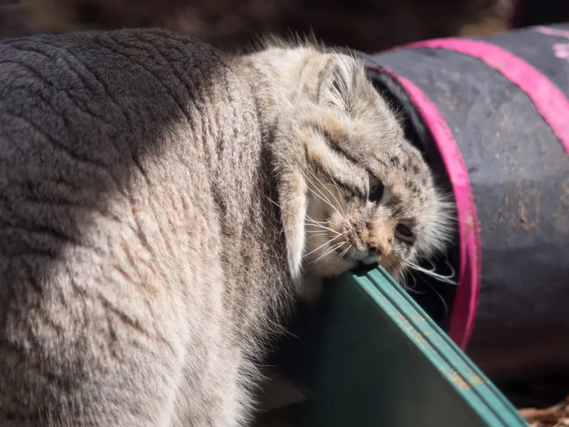 A photograph of Lotos in Saitama Children's Zoo