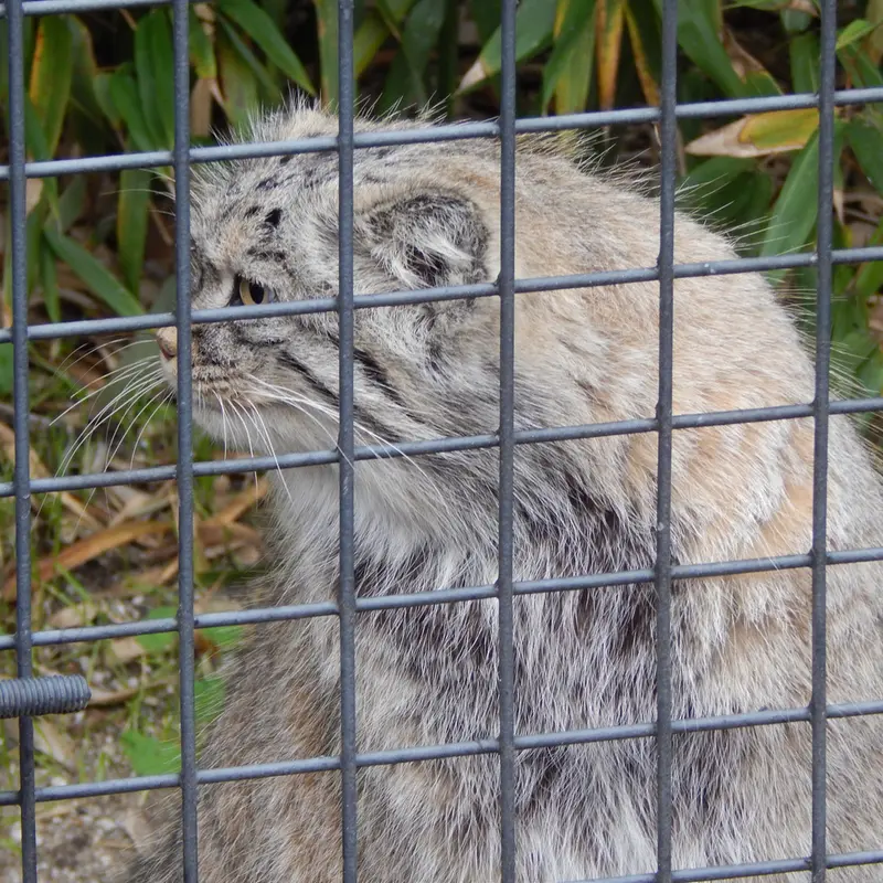 A photograph of Aldan in Zie-Zoo