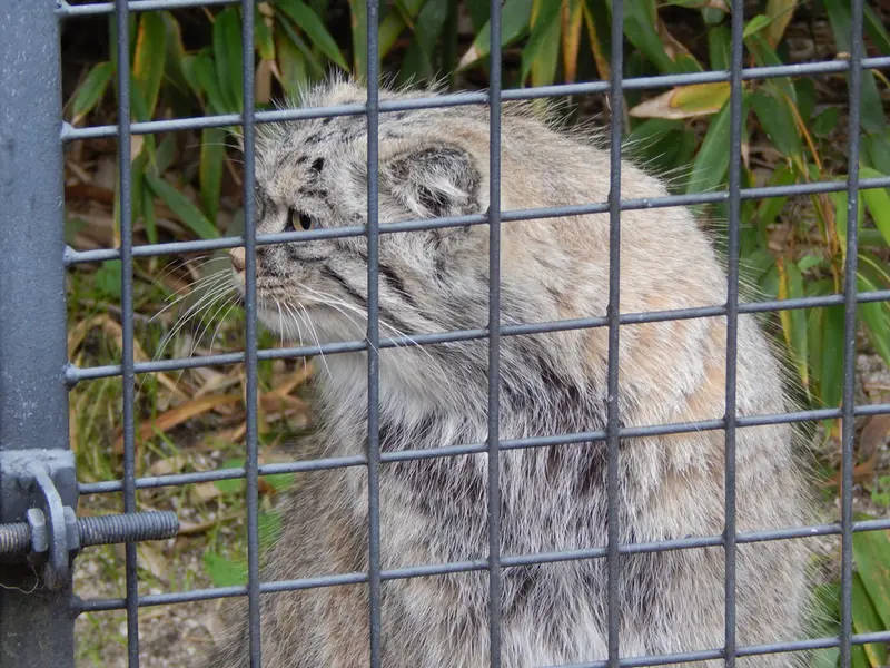A photograph of Aldan in Zie-Zoo