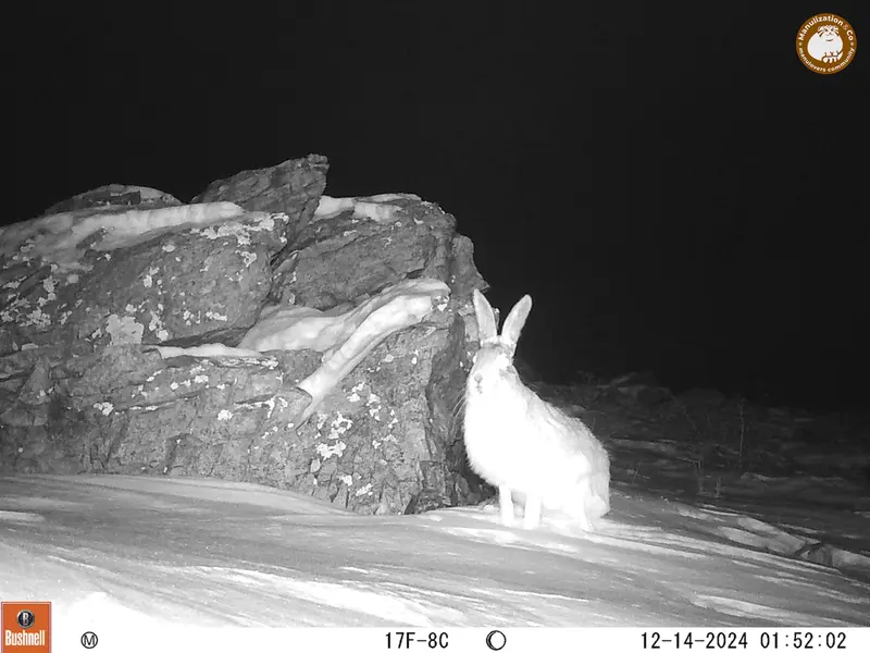 A photograph of Hare from Karashoky camera trap