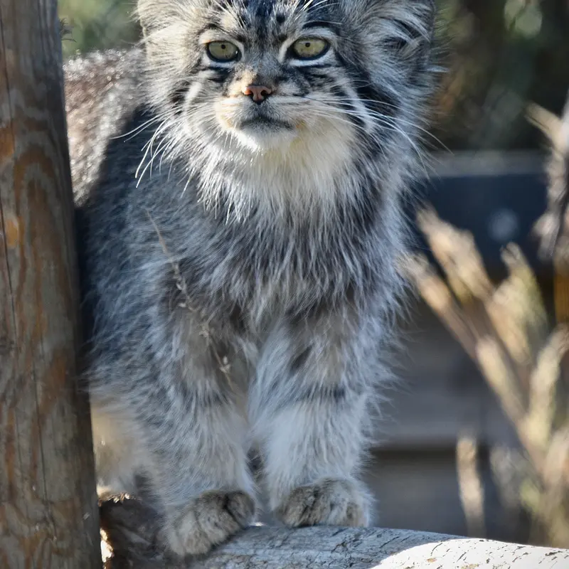 A photograph of Atlan in Port Lympne Wild Animal Park