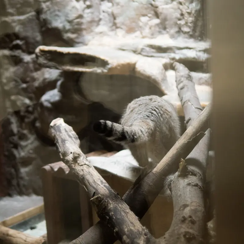 A photograph of Primula in Ueno Zoological Gardens