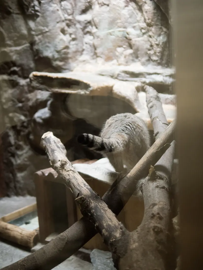 A photograph of Primula in Ueno Zoological Gardens