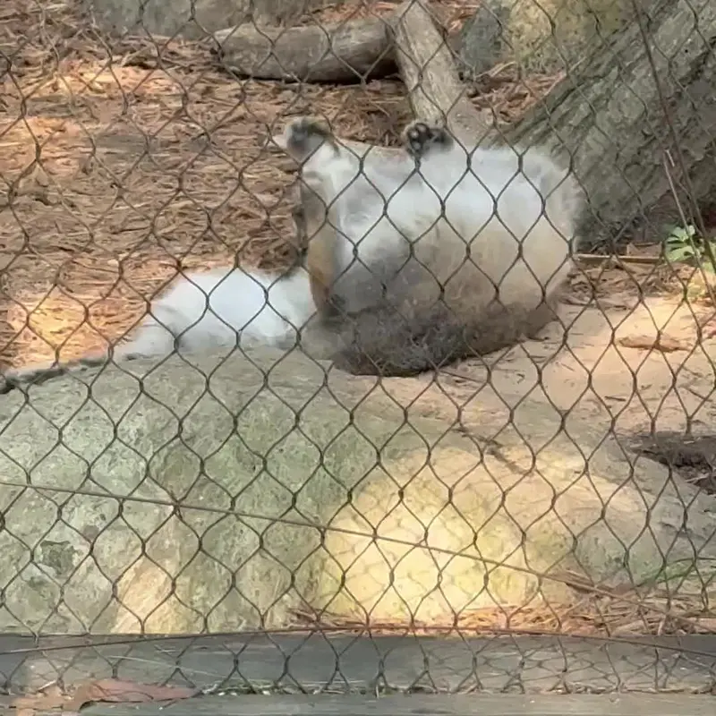 A photograph of a Pallas's cat in Prospect Park Zoo