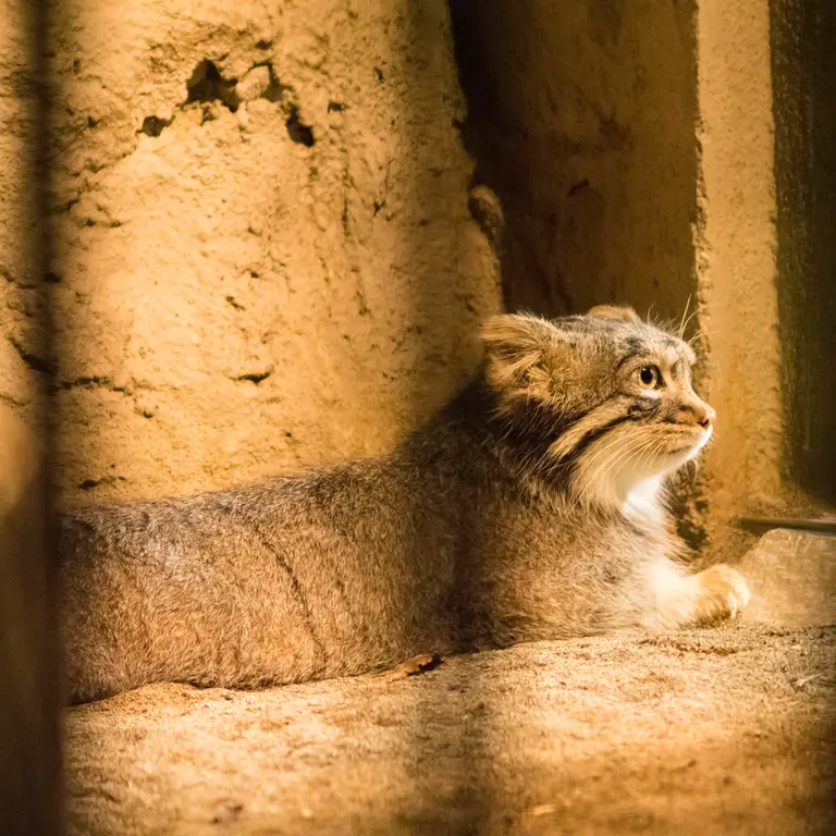 A photograph of Figa in Nogeyama Zoo