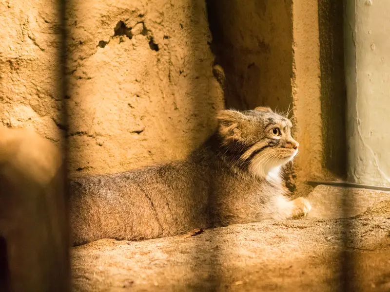 A photograph of Figa in Nogeyama Zoo