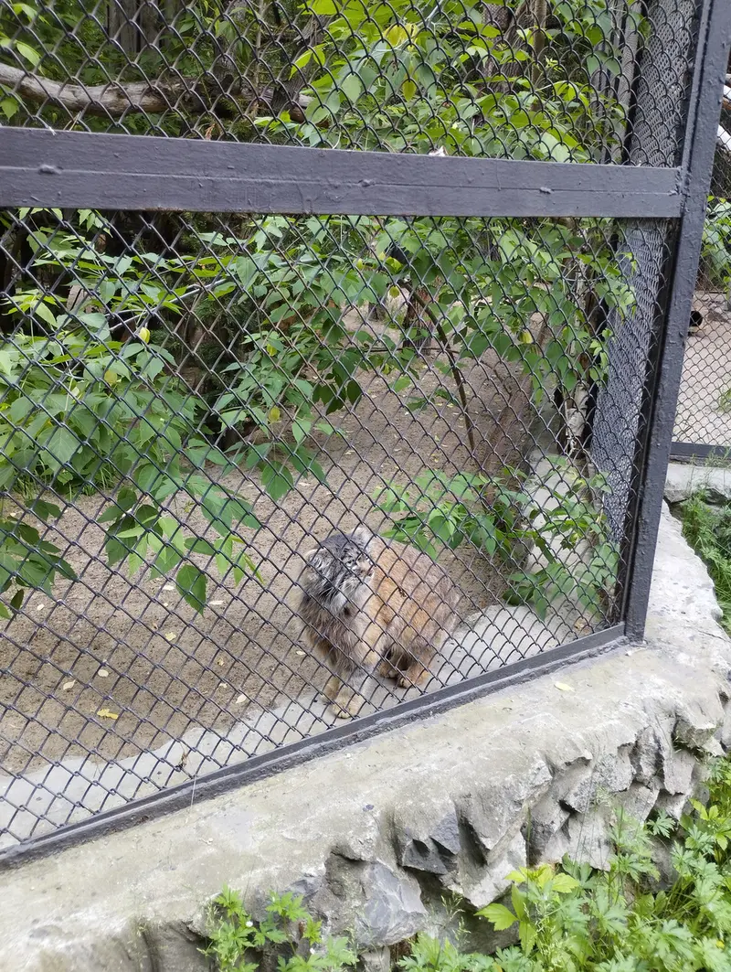 A photograph of a Pallas's cat in Novosibirsk Zoo