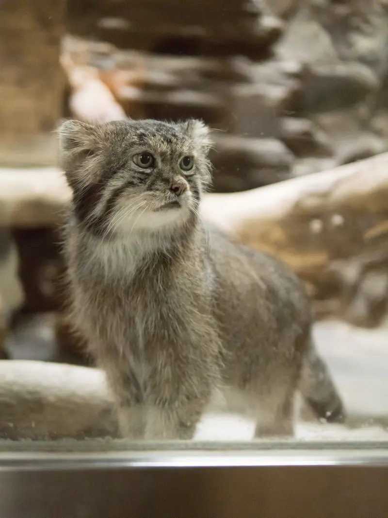 A photograph of Klyon in Ueno Zoological Gardens