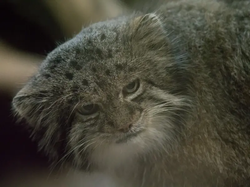A photograph of Klyon in Ueno Zoological Gardens