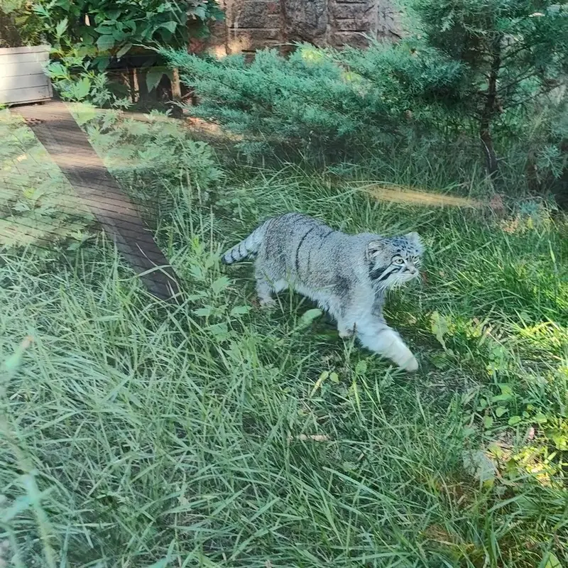 A photograph of a Pallas's cat in Moscow zoo