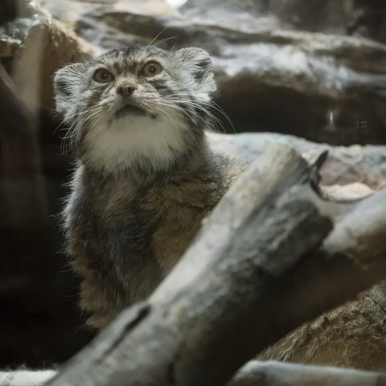 A photograph of Primula in Ueno Zoological Gardens