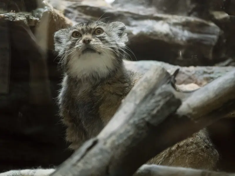 A photograph of Primula in Ueno Zoological Gardens