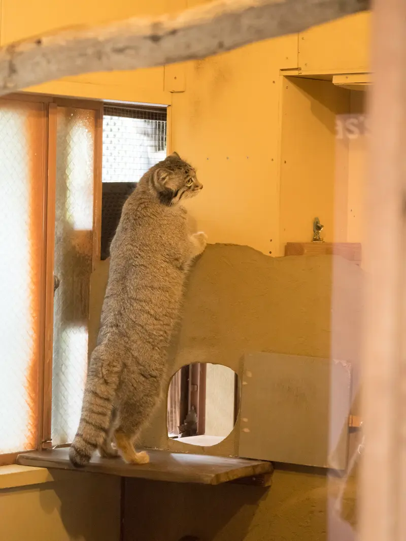 A photograph of Oto in Saitama Children's Zoo