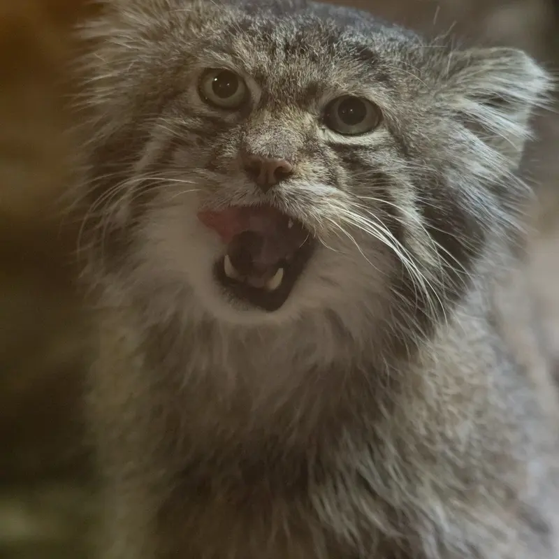 A photograph of Klyon in Ueno Zoological Gardens