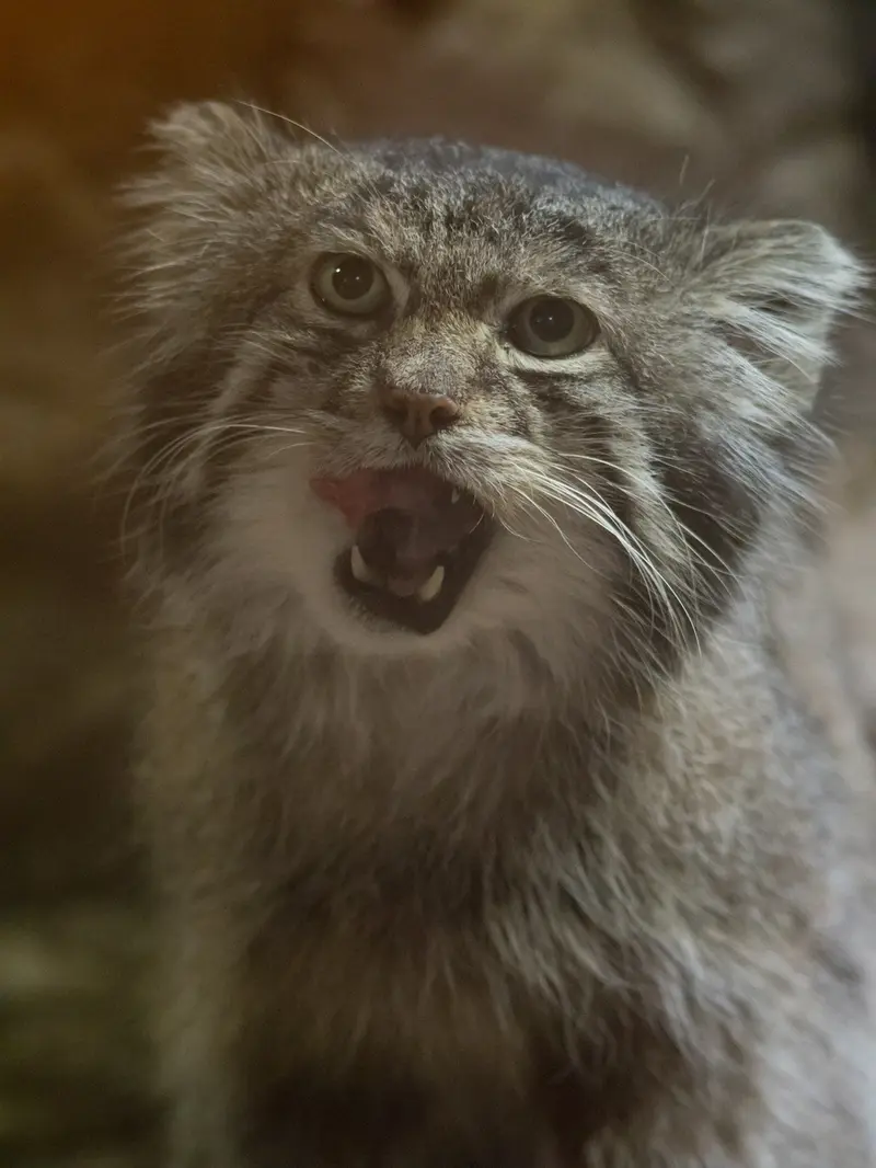A photograph of Klyon in Ueno Zoological Gardens