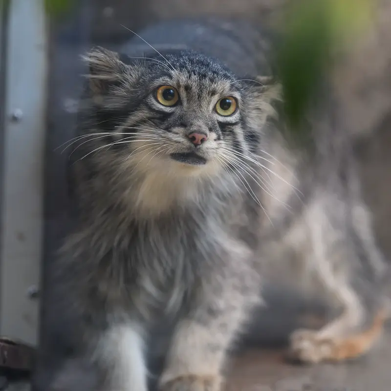 A photograph of Oto in Kobe Animal Kingdom