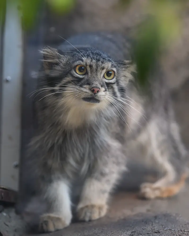 A photograph of Oto in Kobe Animal Kingdom