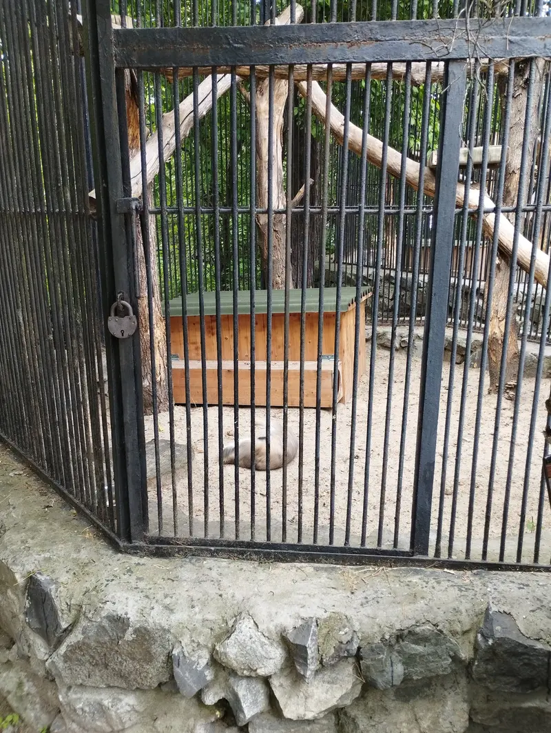 A photograph of a Pallas's cat in Novosibirsk Zoo
