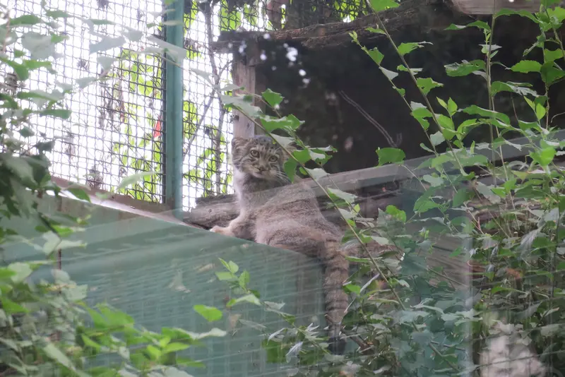 A photograph of Boris Ⅱ in Budapest Zoo & Botanical Garden