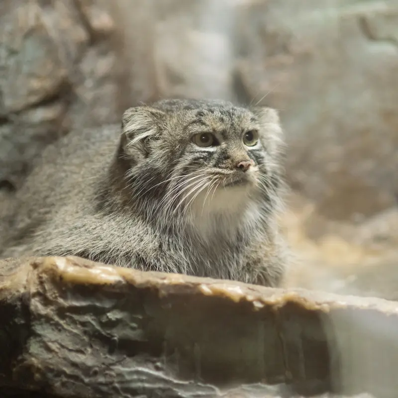 A photograph of Shafran in Ueno Zoological Gardens