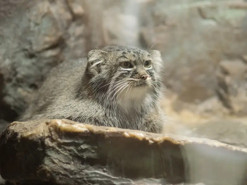 A photograph of Shafran in Ueno Zoological Gardens